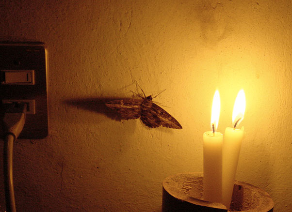 [Image: moth-to-the-flame.jpg]