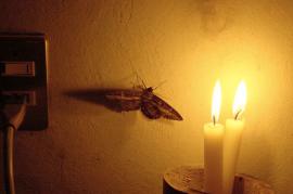 moth to the flame