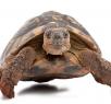 move slow