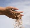 sow your wild oats